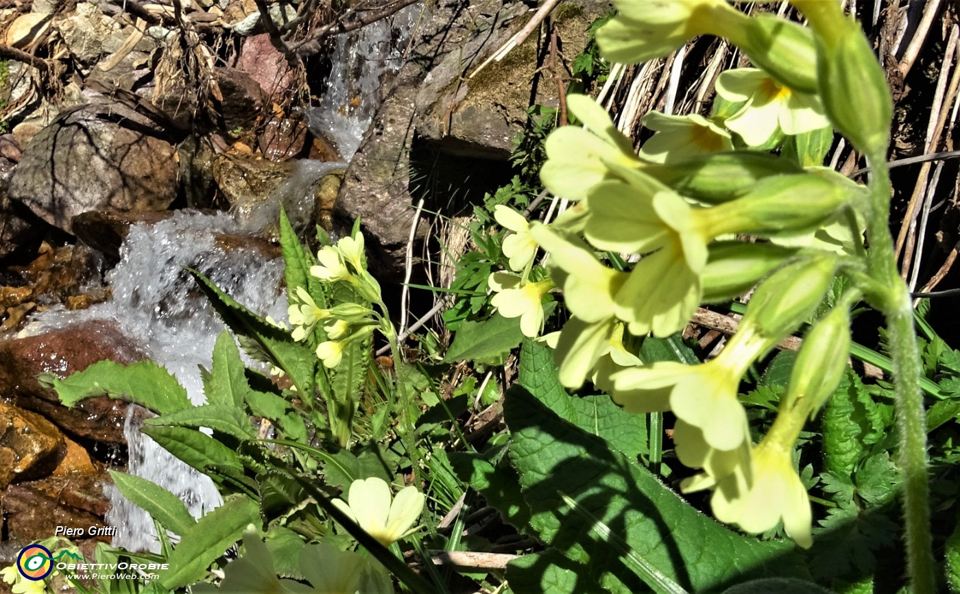 12 Fiori gialli di Primula elatior.JPG